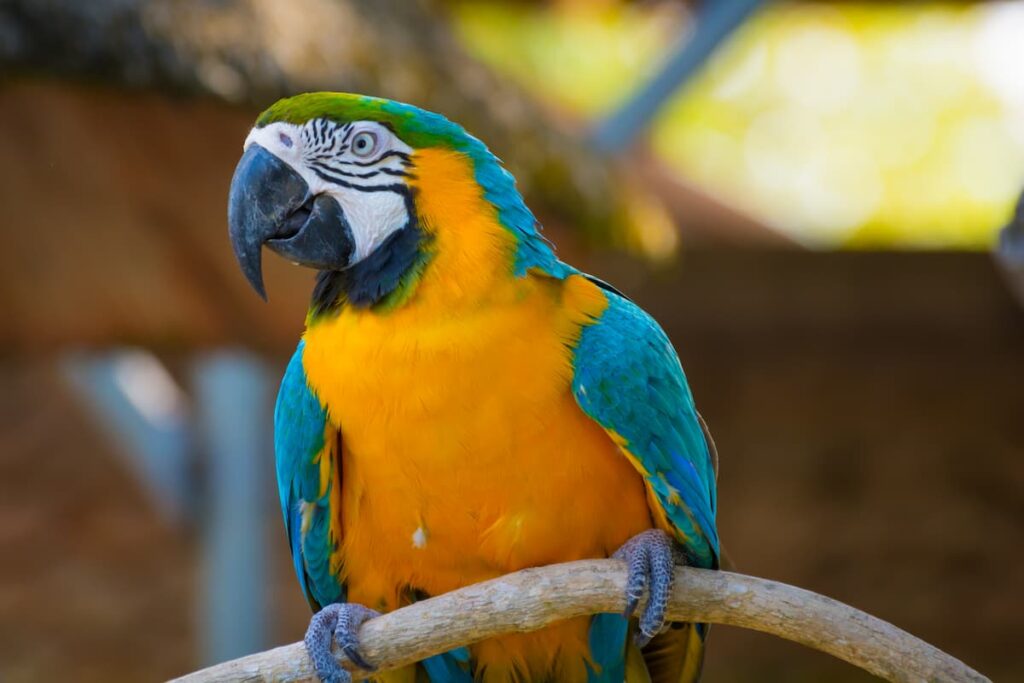 proventricolite infettiva dei pappagalli Ara (1)