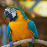 proventricolite infettiva dei pappagalli Ara (1)