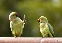 inseparabili polyomavirus pappagalli Alieni con le ali parrocchetto dal collare