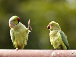 inseparabili polyomavirus pappagalli Alieni con le ali parrocchetto dal collare