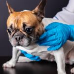Tumori utero cane veterinario