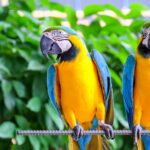 linguaggio pappagalli Ara parlanti