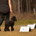 sport fare con cane Rally obedience