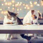 alimentazione inverno cane e gatto