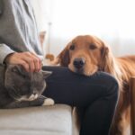 benefici degli animali da compagnia nuove adozioni