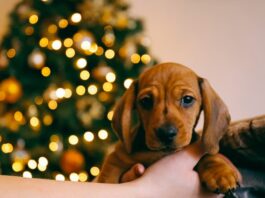 educare cane cucciolo Natale