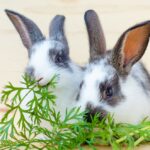 errori alimentazione del coniglio