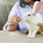 errori alimentazione del coniglio erba