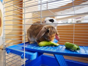 errori alimentazione del coniglio verdura
