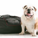 viaggiare cane borsa