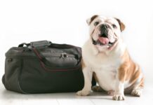 viaggiare cane borsa