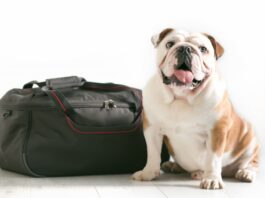 viaggiare cane borsa