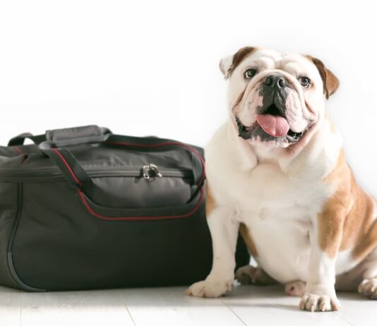 viaggiare cane borsa