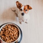 Alimenti funzionali cani ciotola