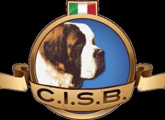 Club Italiano San Bernardo logo