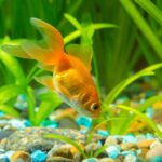 alimentazione pesci rossi acquario