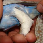 fratture uccelli fasciatura