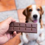 cioccolato pericoloso cane