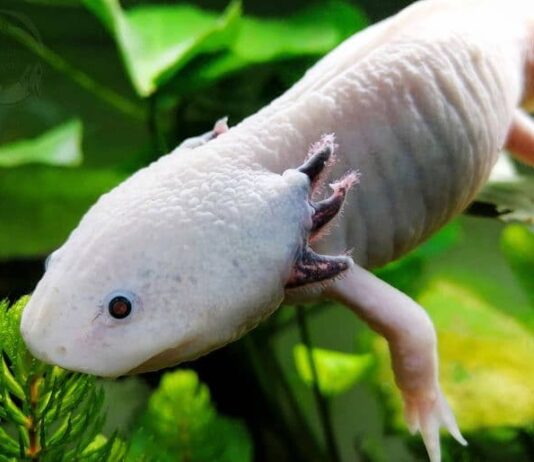 salamandra Axolotl primo piano