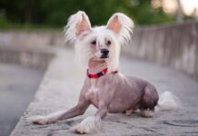 Chinese crested dog cane nudo cinese