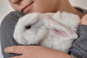 Coniglio pet therapy in braccio