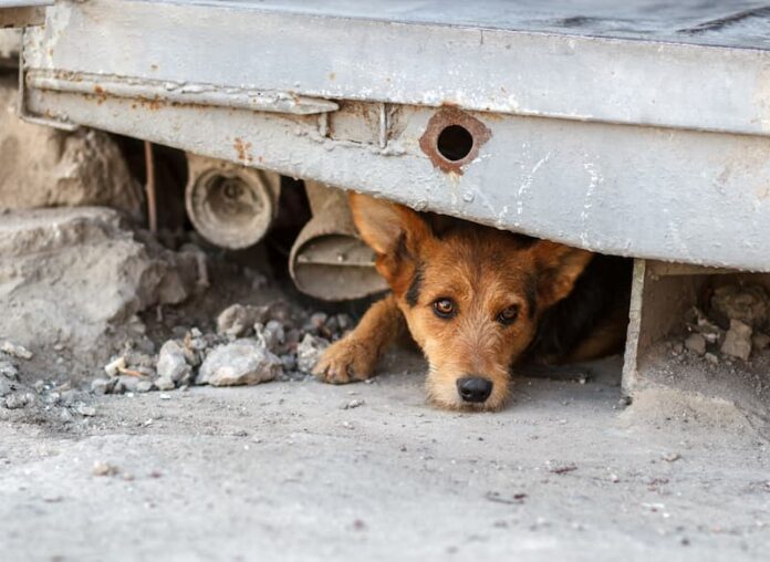 russia corridoi animali bombardato rifugio ucraina