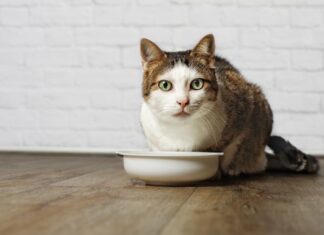 alimentazione gatto problemi renali