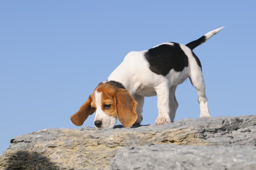 beagle olfatto cane biodiversità