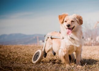 cane disabile montagna