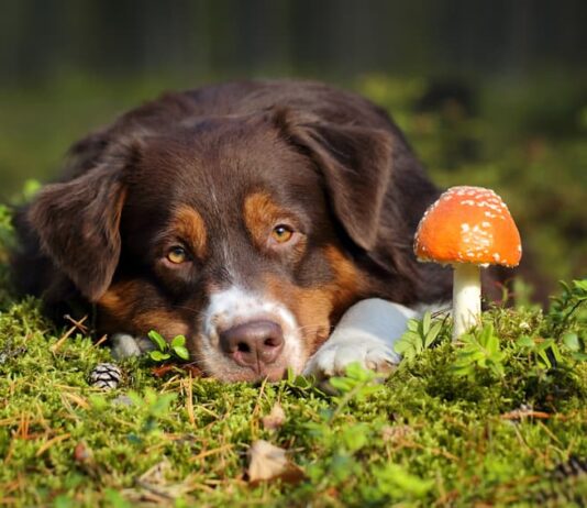 cane mangia funghi