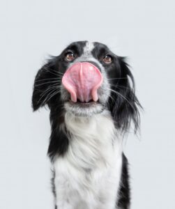 cane mi lecca lingua
