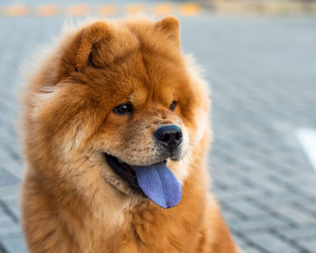 Chow Chow primo piano