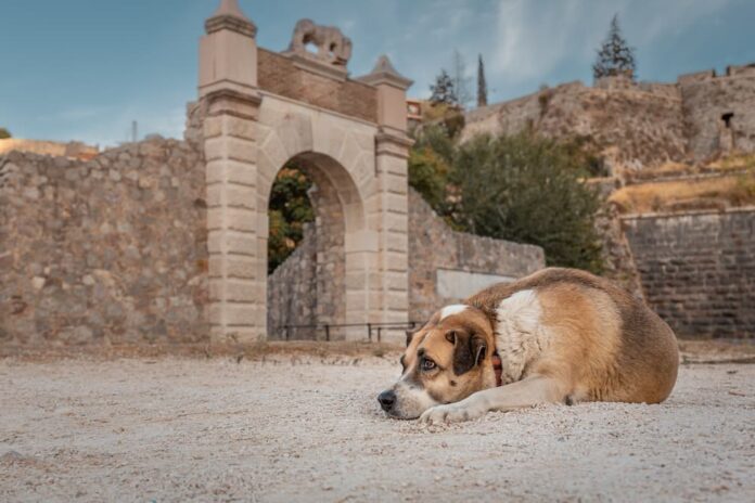 cimiteri animali cane