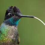 lingua colibrì