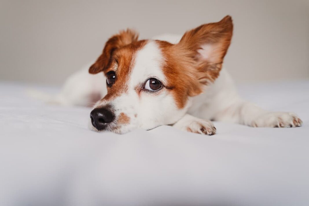 Problemi alle orecchie del cane: la vasculite del margine del padiglione