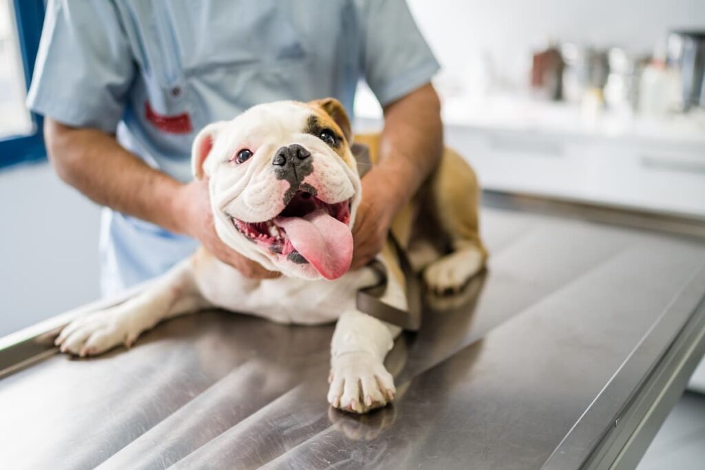 Bulldog Inglese veterinario