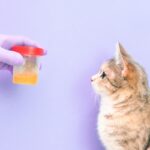infezione urinaria gatto urine