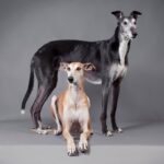 Greyhound posa