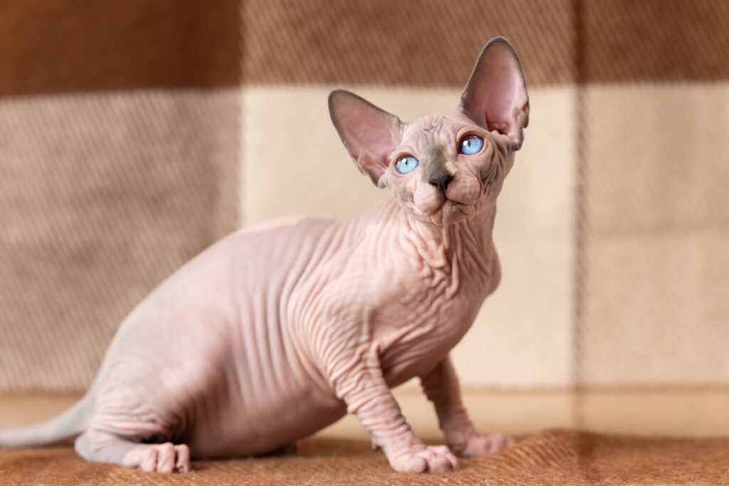 Gatti-senza-pelo-Sphynx