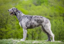 Irish-Wolfhound-levriero-irlandese