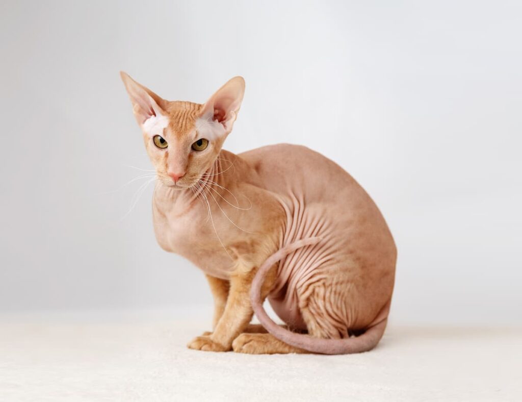 gatto-Peterbald