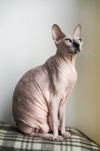 gatto-Don-Sphynx