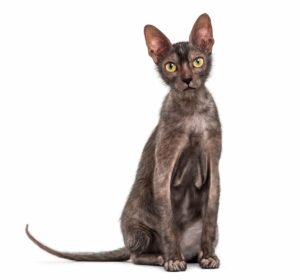 lykoi-gatto-mannaro