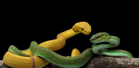 riproduzione-serpenti