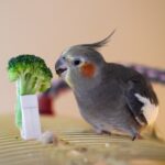 verdura-uccelli-pappagallo