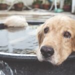 cosa-fare-colpo-calore-cane-acqua