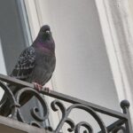 piccioni-parassiti-balcone