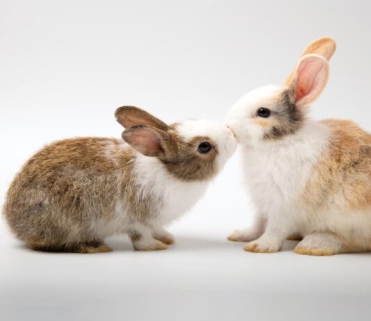 coppia-coniglio-quando-fare-sterilizzazione