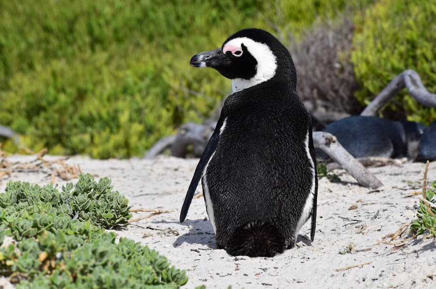 pinguino-in-primo-piano-su-gruppo-pinguini