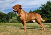 Dogue-de-Bordeaux